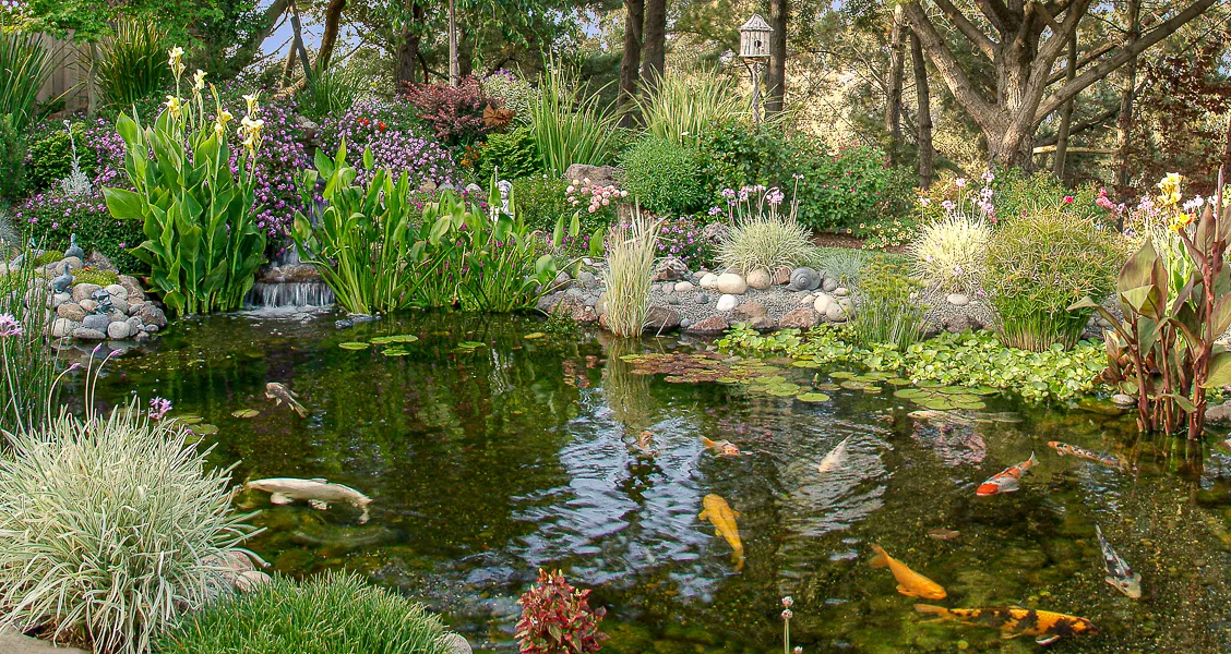 a koi pond with fish and colorful plants