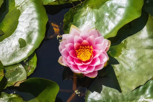 a pink flower with yellow center surrounded by green leaves. A water lily.